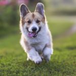 Comportamento del cane: come capirlo da testa, occhi e orecchie