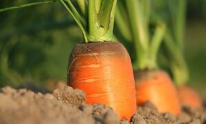 Benefici e proprietà della carota