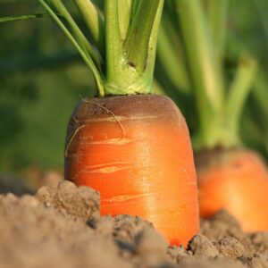 Benefici e proprietà della carota