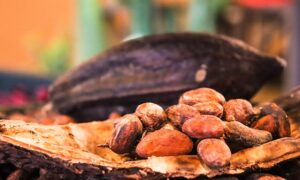 Cacao: caratteristiche e proprietà nutrizionali